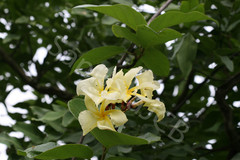 Chonemorpha fragrans